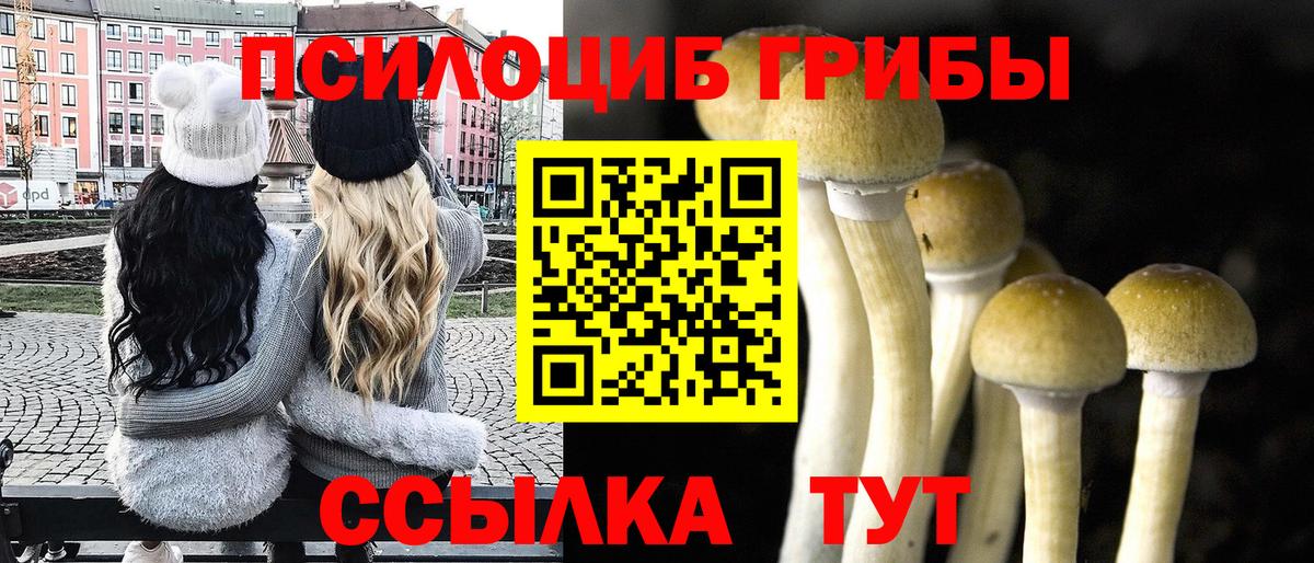 купить наркотики сайты  Вольск  Псилоцибиновые грибы Psilocybe 